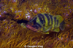 Deep Reef Color. A Treefish drifts over a bed of Brittle ... by Douglas Klug 